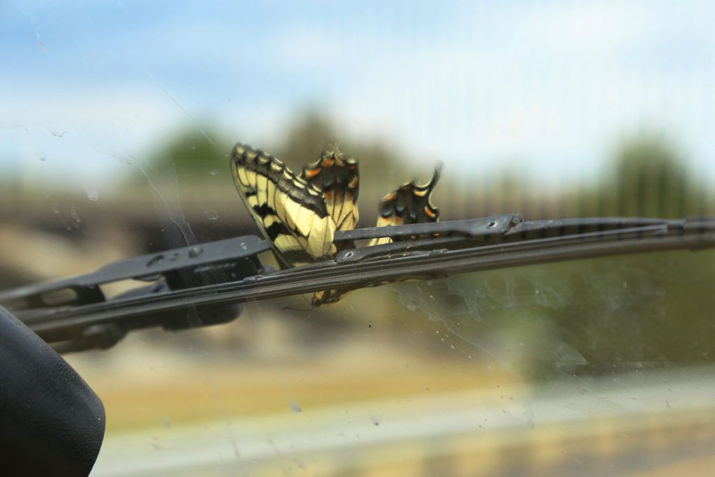 A butterfly got caught in our windshield wiper ;(