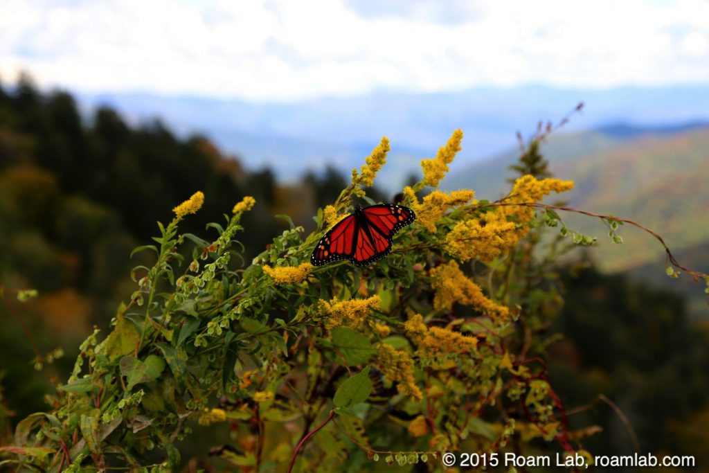 Butterfly