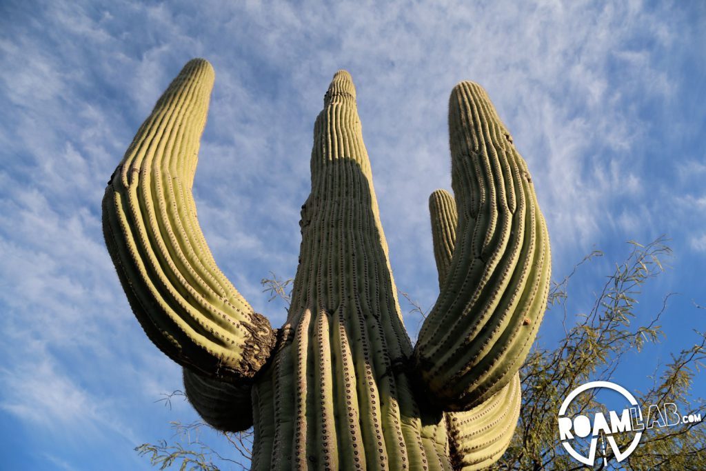 We were informed that the saguaro cactus is pronounced with a silent "g" but we don't find that to be as fun to say.  The poor "g" deserves to be heard, just like all the other letters.  I'm sure such policies really hurt "g's" feelings.