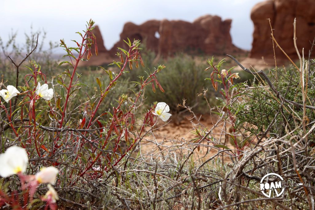 It's spring in Arches.  Even in a place with such limited water, flowers still grace the land.