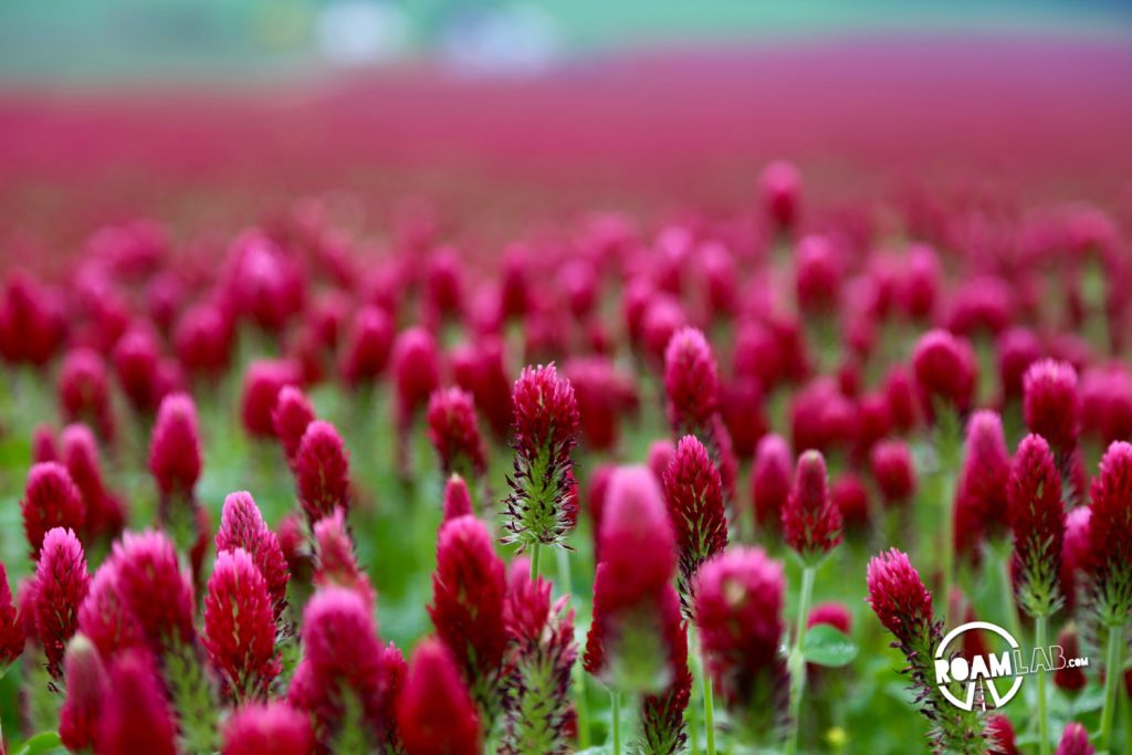 Some fields were flooded with brilliant red clover.