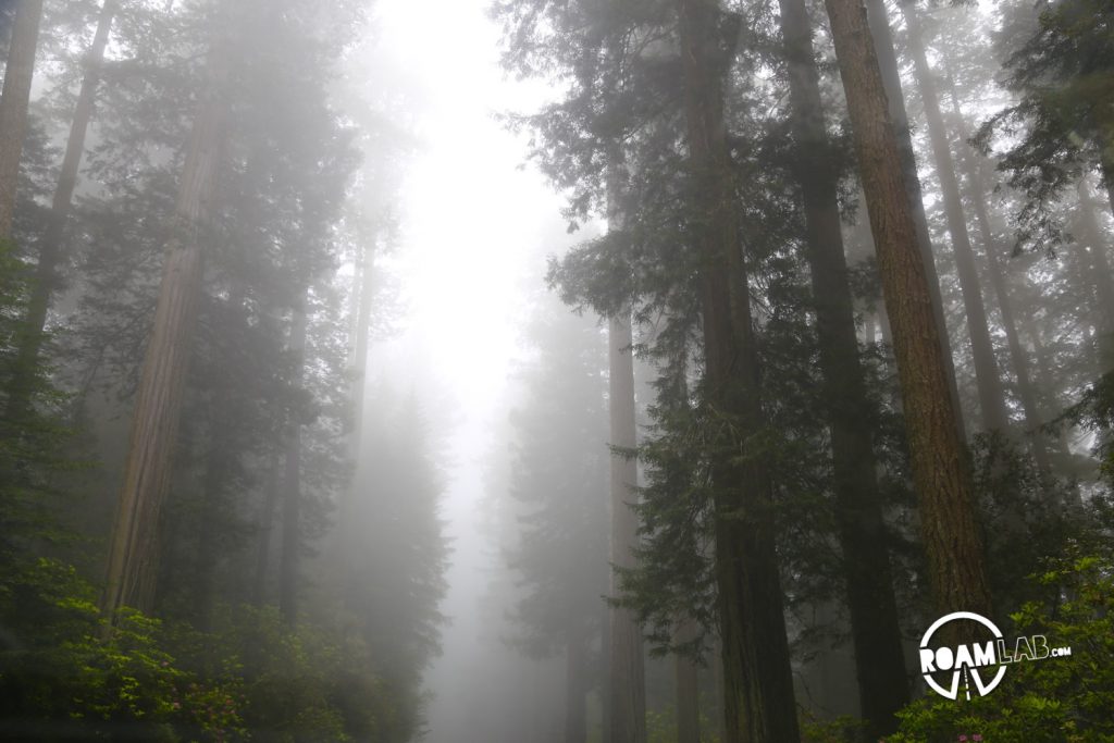 Misty redwoods created a surreal drive leaving the forest.