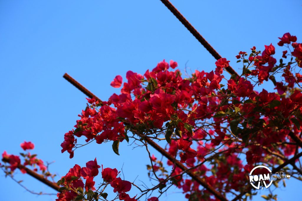 Trellised bougainvillea spreads over visitors to the Getty garden.