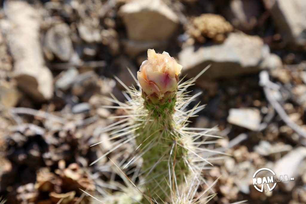 A delicate cactus flower bud is about to open.