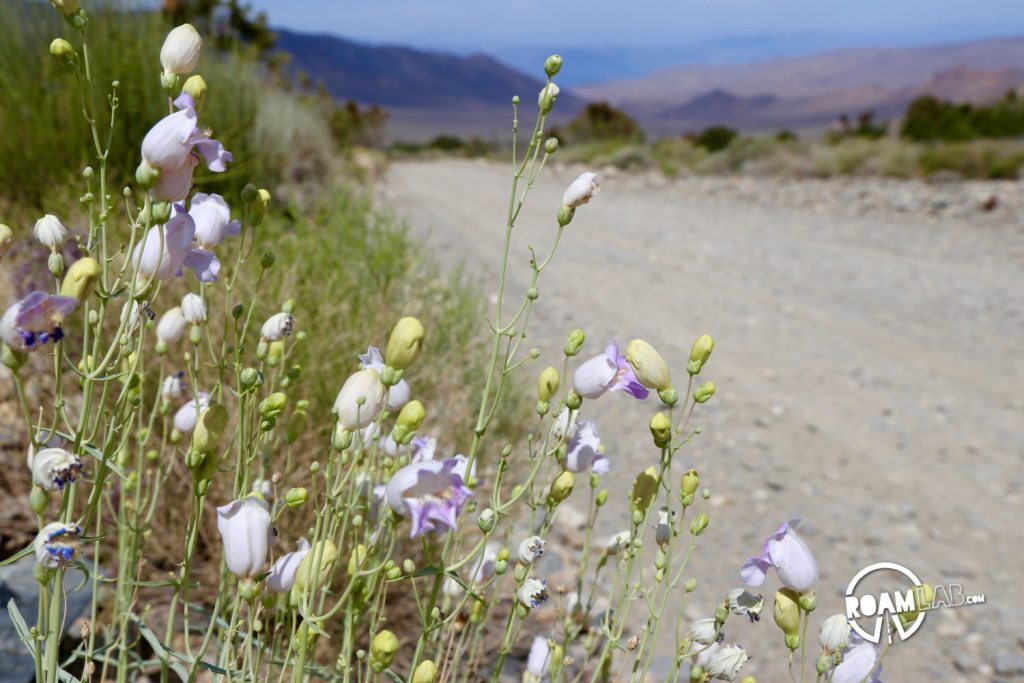 Wilde flowers blooming along a dirt road outside of Wildrose, CA. 
