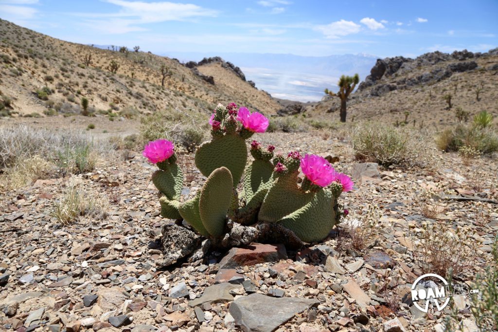 Brilliant and delicate fuchsia cactus flowers bloom along the slope of Cerro Gordo Peak.