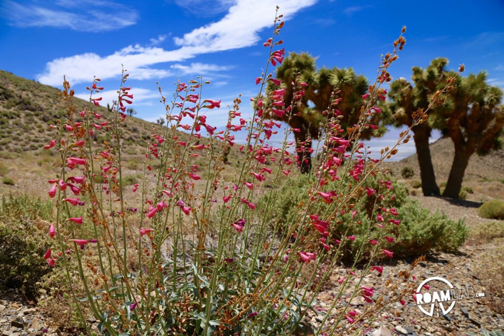 Wildflowers and joshua trees speckle the mountainside of Cerro Gordo.
