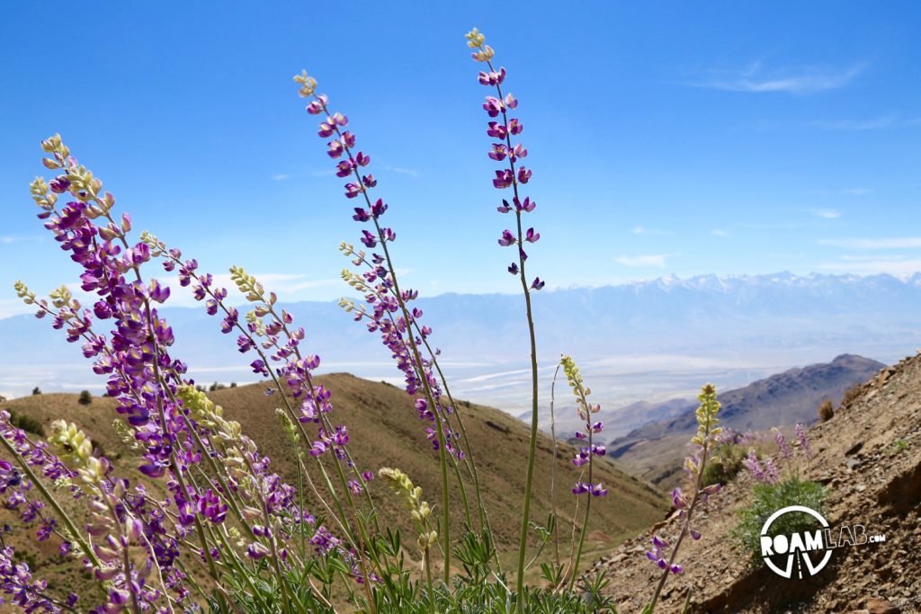 Lupin cover the slopes of Cerro Gordo and fill the air with a floral scent with Sierra Nevada Mountain Range rising in the background.