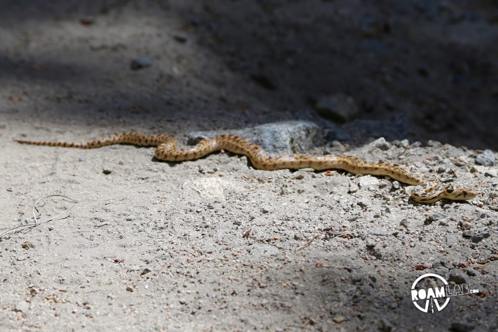 That time when we crossed paths with a snake. Anyone know what it was?