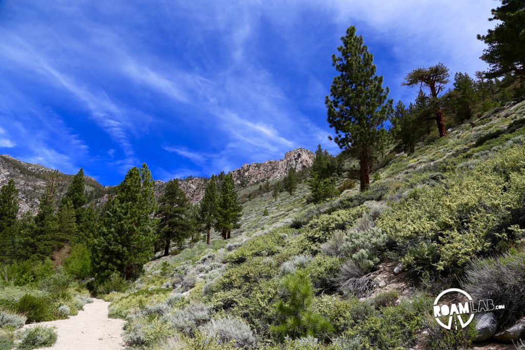 Hiking along this stretch was a sensory delight as the sun heated the wildflowers and sage to fill the air with herbal aromas.