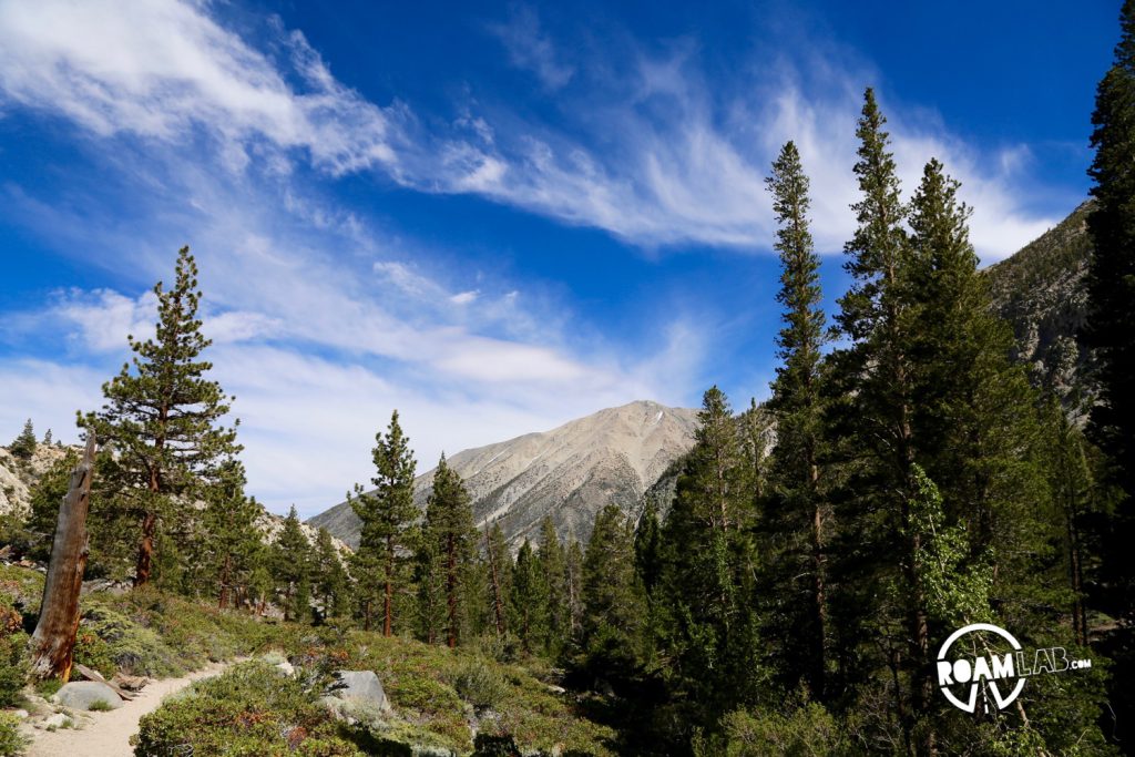 Descending the North Palisade slope, back among the woods.