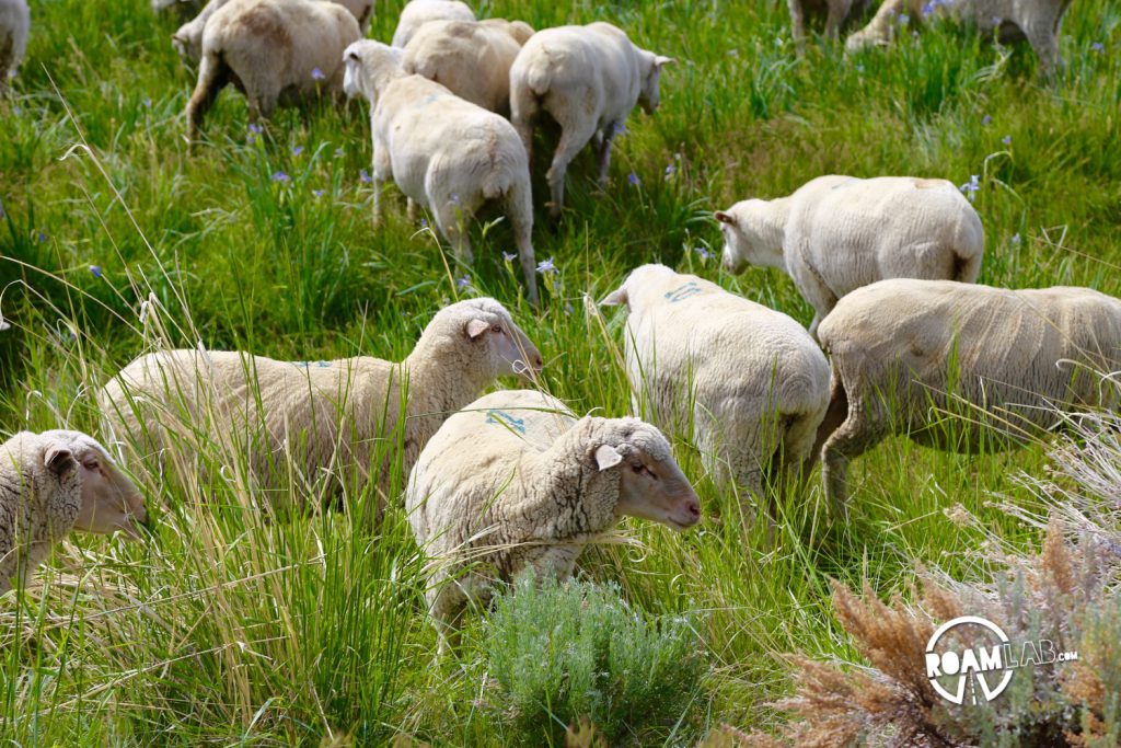 We passed by fields filled with sheep and, occasionally, waited for them to get out of the road.