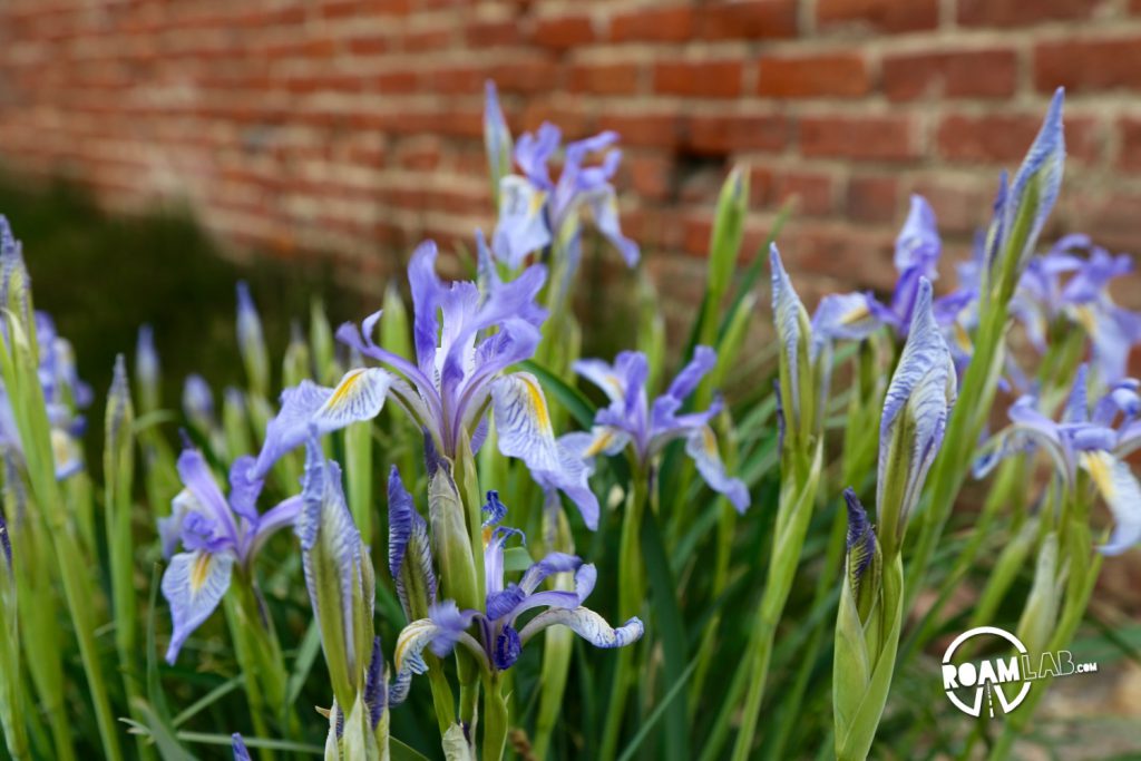It's still near spring in Body. The wild iris is blooming through the fields.