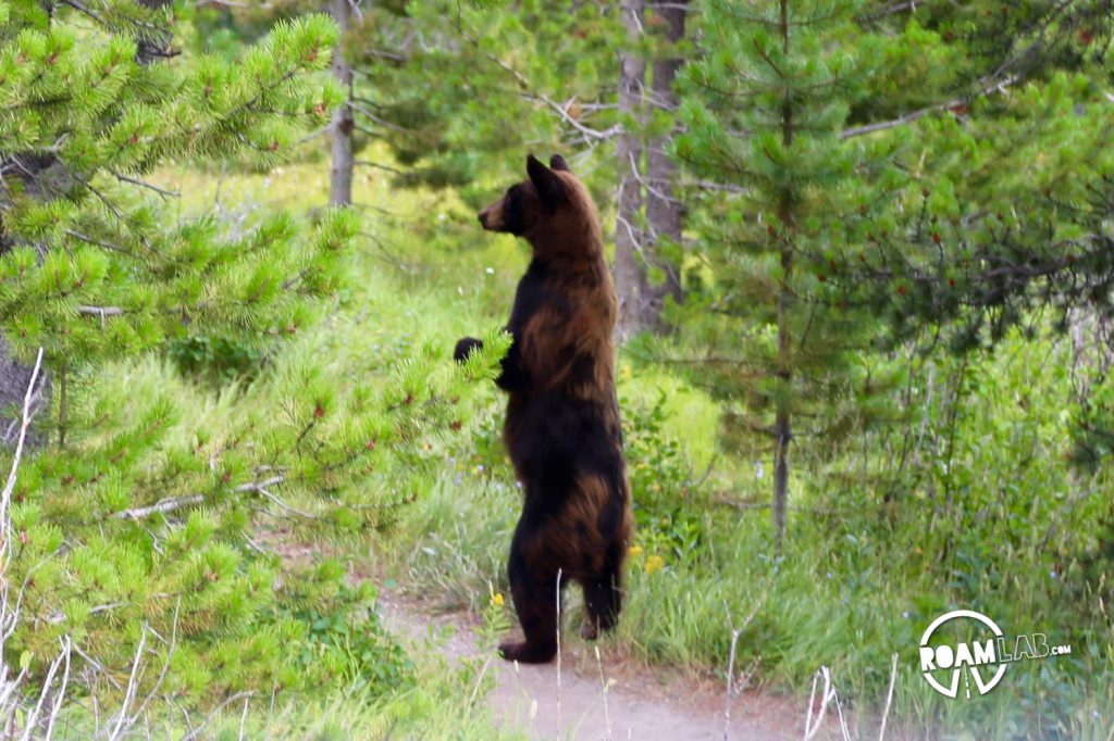A black bear rises to its hind feet.