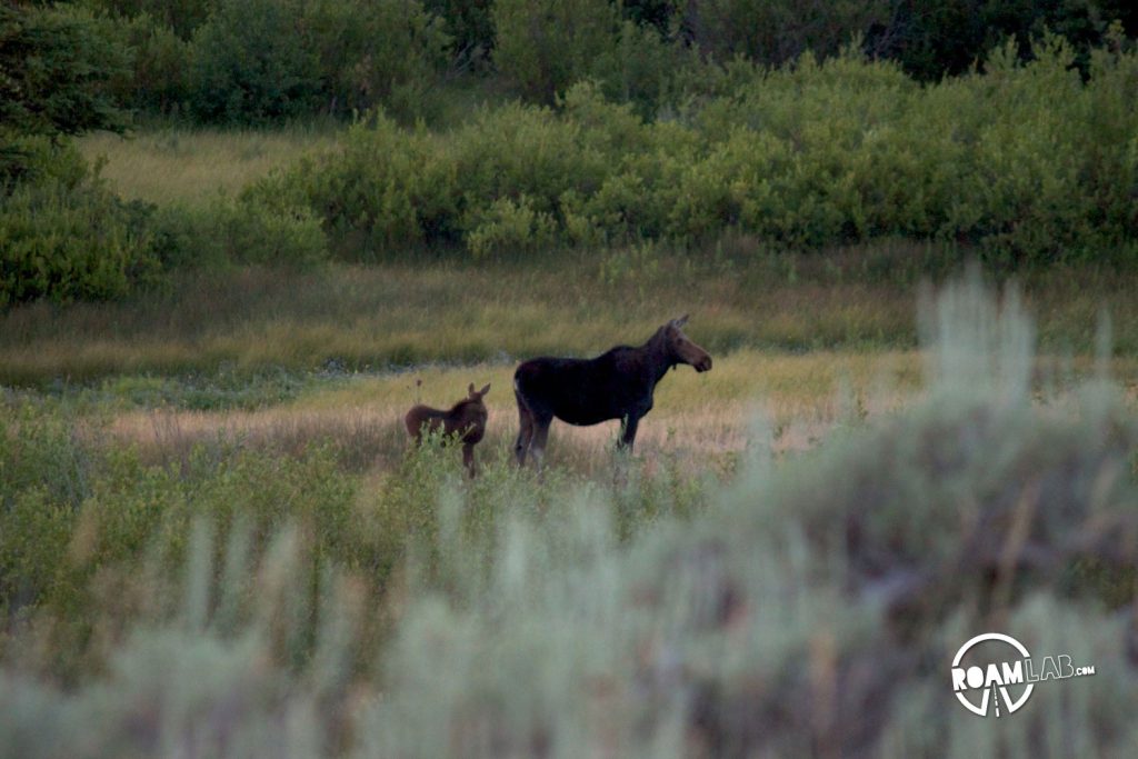 Moose mother and calf wandering along the marsh below Blacktail Ponds Overlook