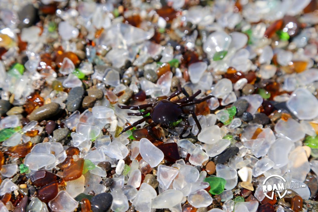 A small crab scuttles across clumps of sea glass.