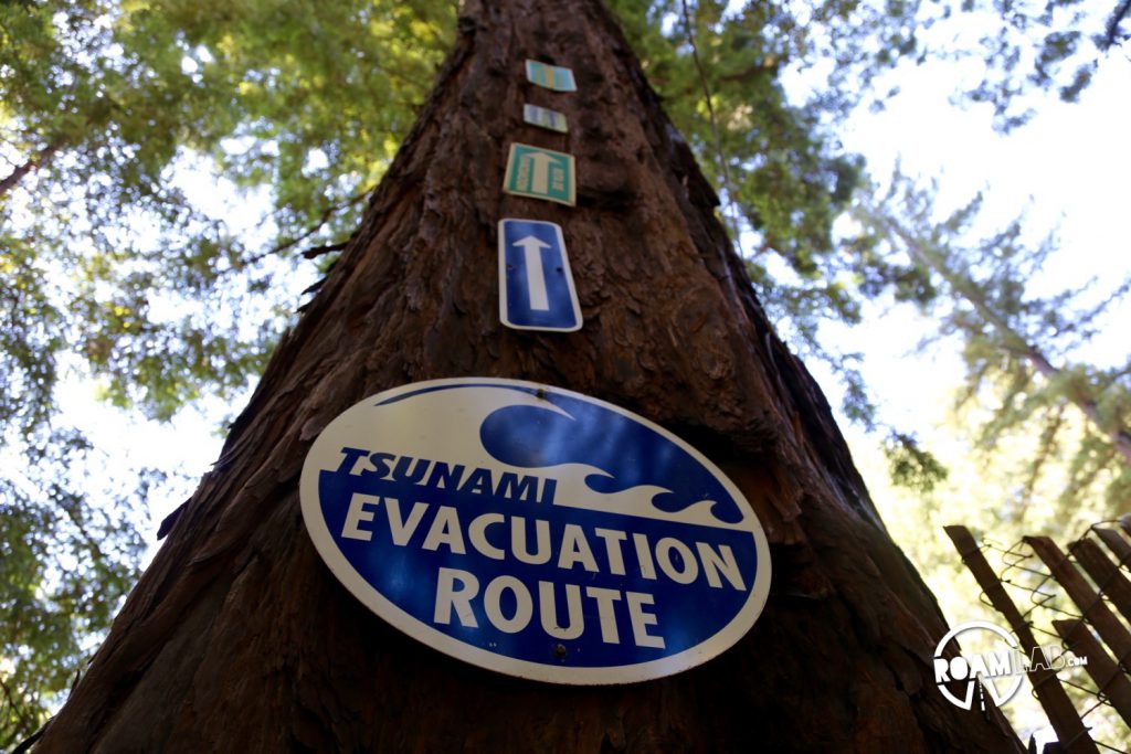 Even the Tsunami Evacuation Sign may drive you up a tree.