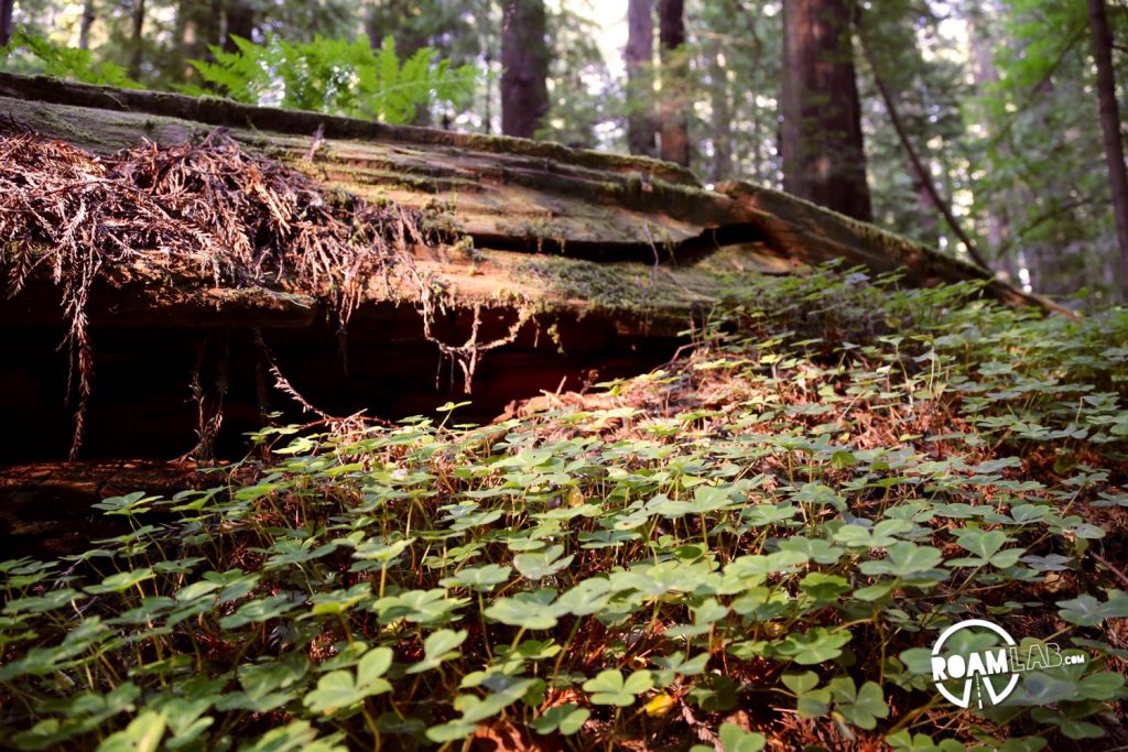 Even after death, Redwoods continue to be part of the forest as clover, ferns, and other flora and fauna grow on the decaying redwood.