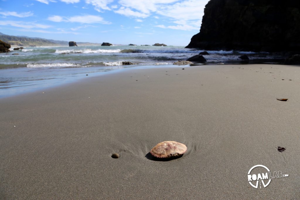 Emptied crabshell abandoned along an Oregon beach.