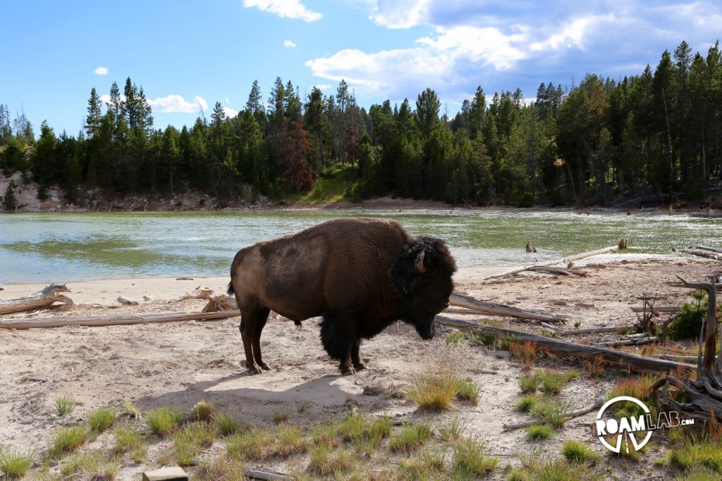 Buffalo relaxing along the walkway of the Mud Volcano Area.