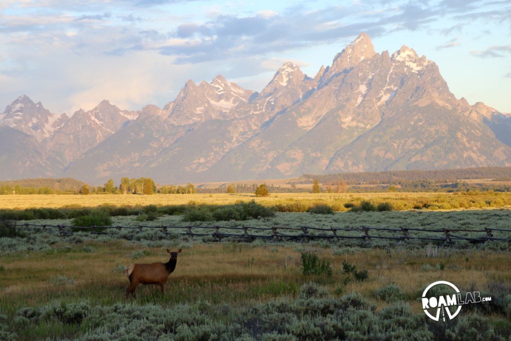 Elk wearily observing drivers as the sun sneaks across the plains.