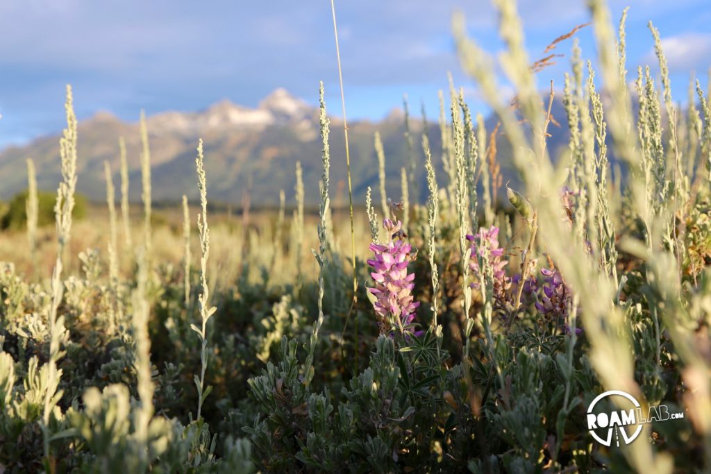 Everything looks so fresh in the morning. These wildflowers are set against the rising beauty of the Tetons.