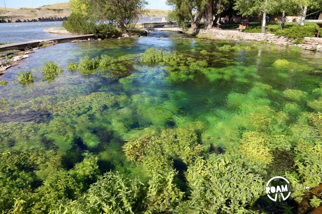 Aquatic plants flourish in the clear water of Great Springs.