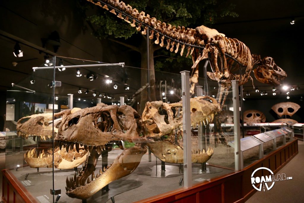 The museum displays an extensive collection of T-Rex skulls. One fan forget how massive the heads were when they are suspended high above you.