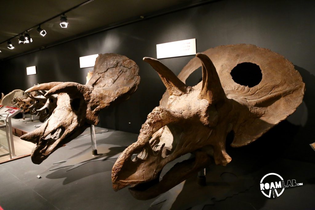 The museum also sports a collection of Triceratops skulls. Here you can compare an adolescent triceratops with the skull of a fully grown adult. Notice how holes develop in the mature triceratops.