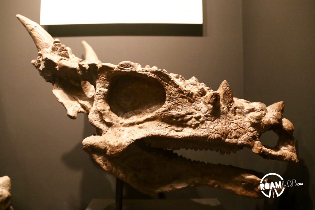 I have to believe that some hollywood effects artist took inspiration from the Pachycephalosaurus wyomingensis when designing their take on the dragon. And certainly, dragons were on the minds of the paleontologists who named this growth state "Dracorex hogwartsia." This is only the juvenile skull. If it had lived to full maturity, the skull crown would become larger and more bulbous.