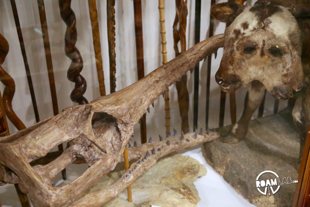 Taxidermied two-headed calf and a fossilized skull on display in the cabinet of curiosities. 
