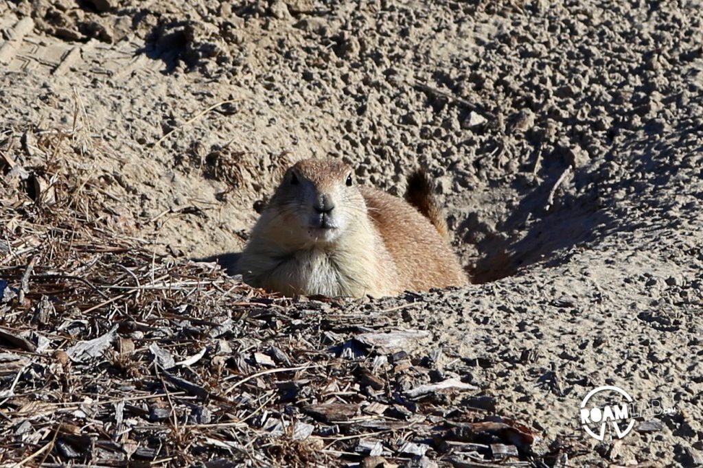 Prairie Dog on the watch for danger. Many Prairie Dogs have formed extensive towns within Devils Tower National Monument