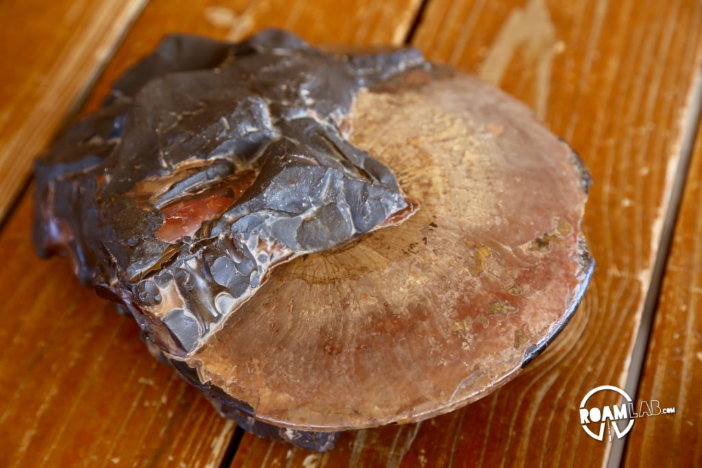 Fossilized Ammonite excavated from the Badlands.