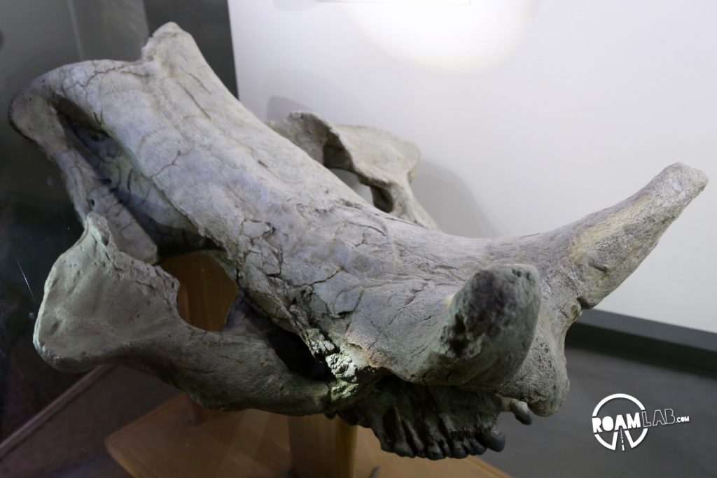 Fossilized skull of a large, pig-like animal known as the Archaeotherium.