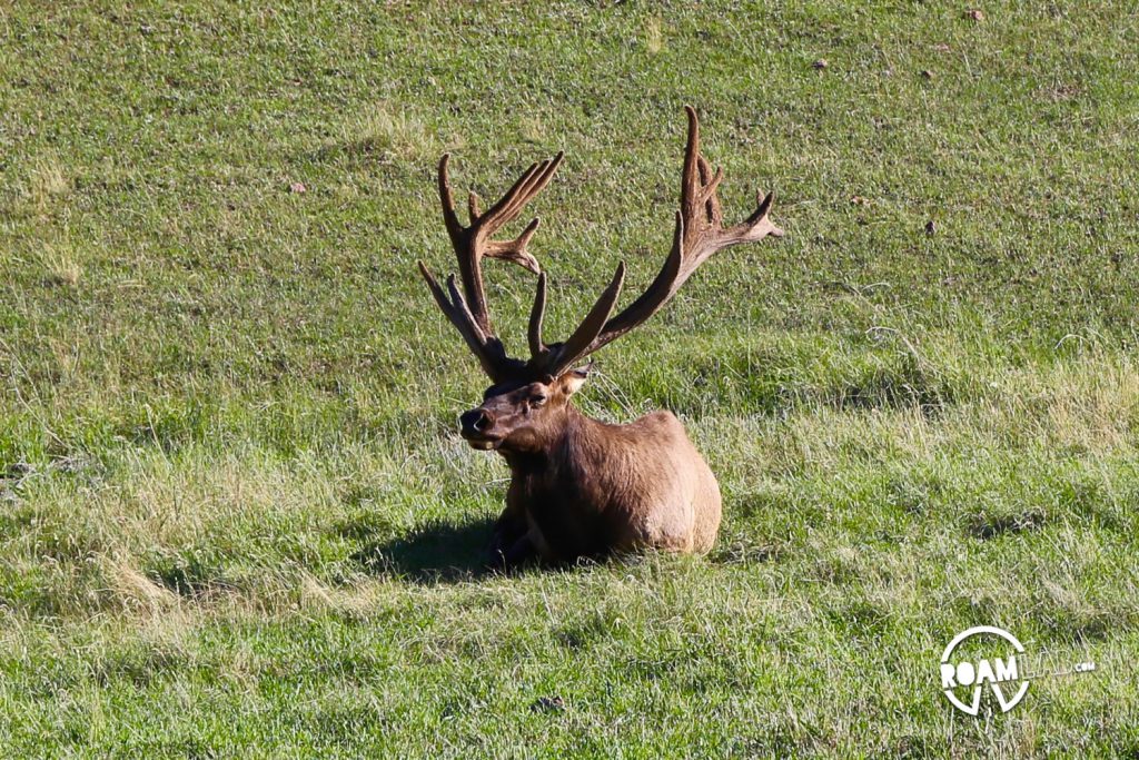Mature elk lounging in the field. 