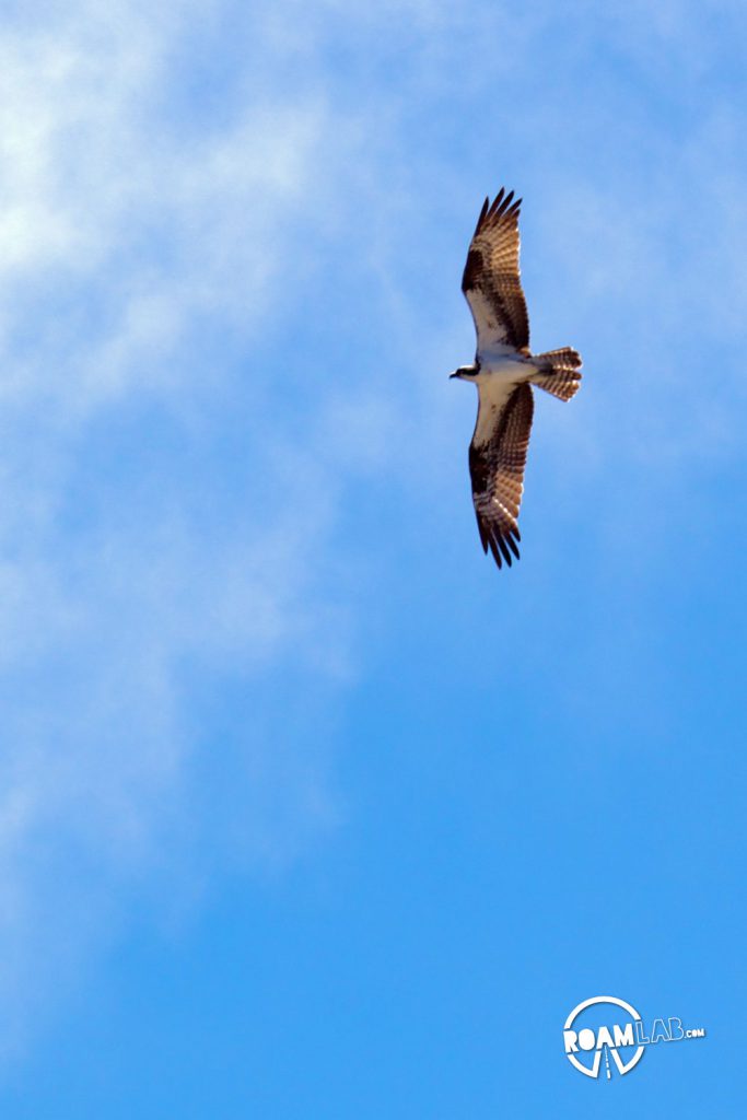 A hawk soaring over the Yellowstone Grand Canyon
