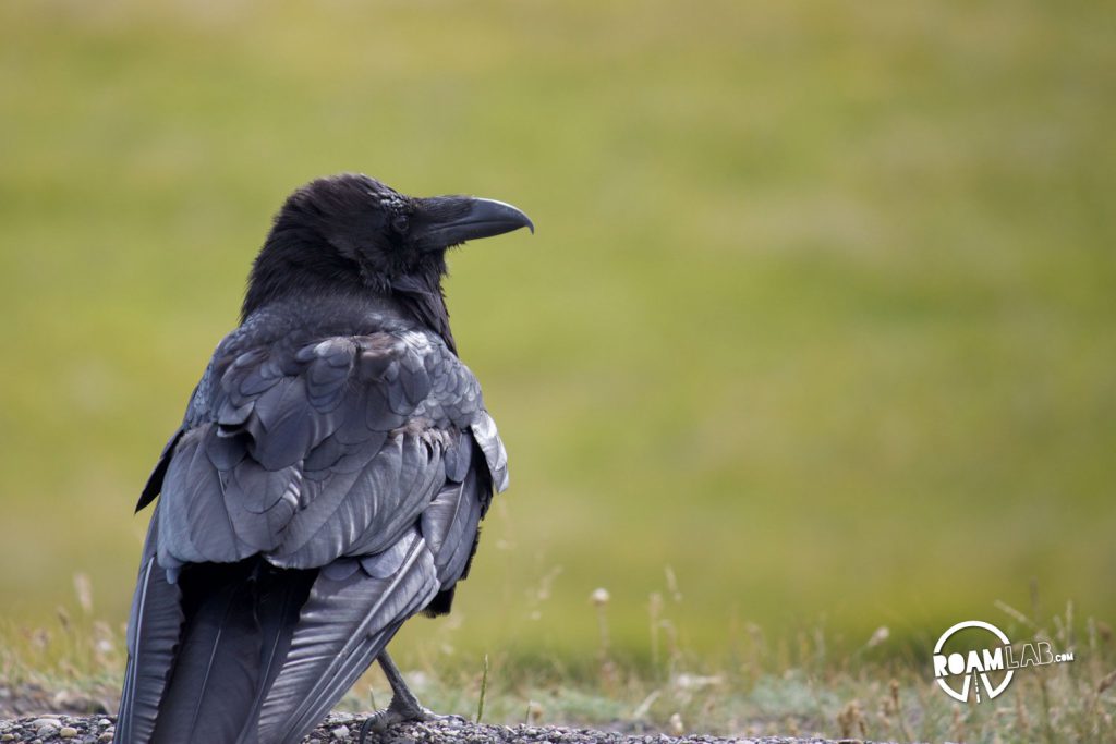 A crow surveying the Yellowstone prairie.