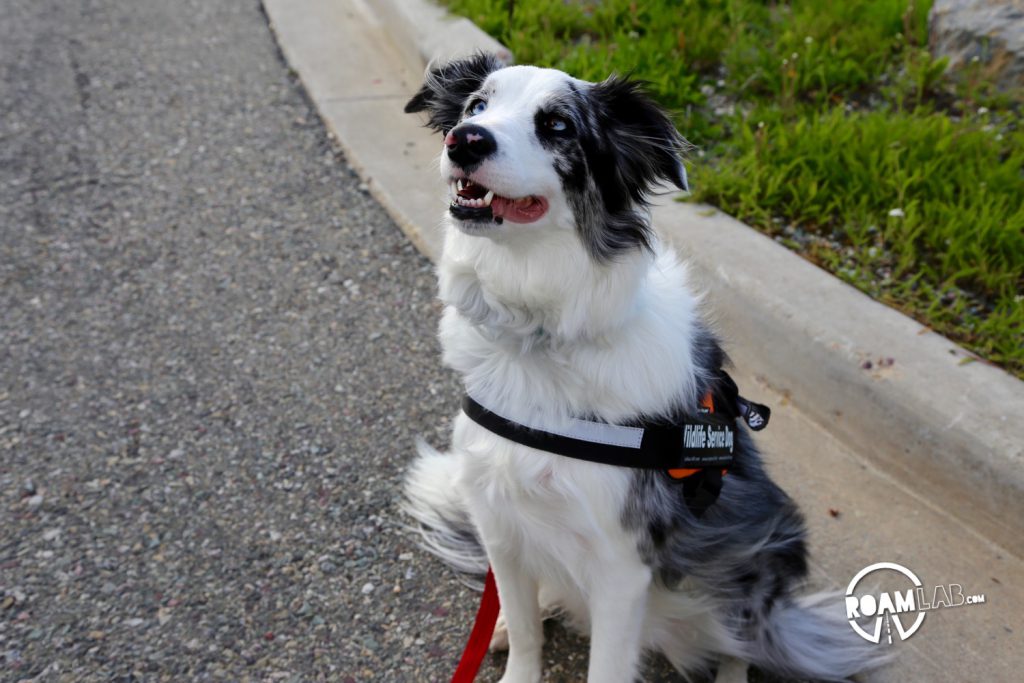 Ranger trained dog alert and ready to manage big horn sheep that come too close to the visitors parking lot.