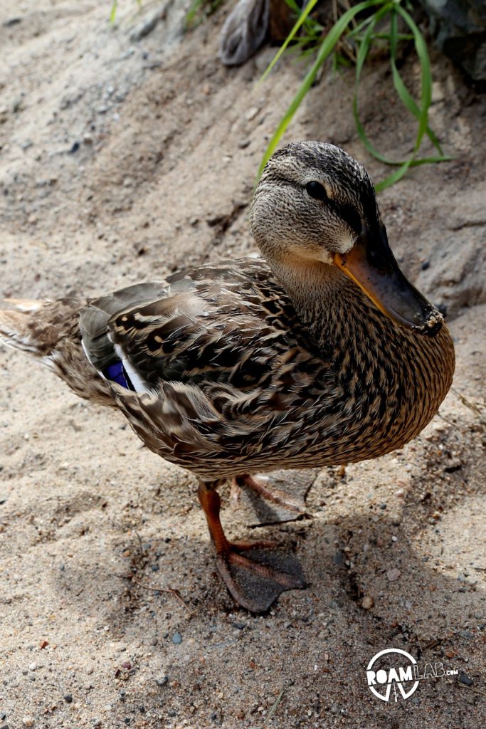 Ducks are trouble makers and I made the mistake of getting too close to this one for a shot. See the sand on it's bill? That was picked up when the duck lunged to bite my toe. 