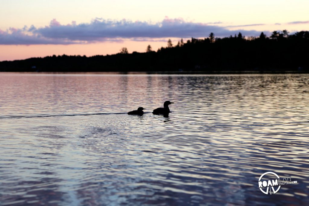 Unfortunately, I never got terribly close to any loons but I certainly could hear their haunting calls clearly.