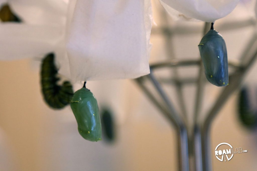 Caterpillars and monarch chrysalis suspended as they mature.