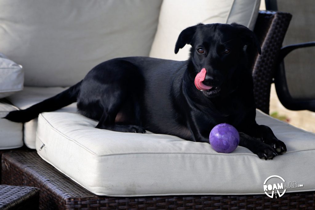 Licking her lips for a ball.
