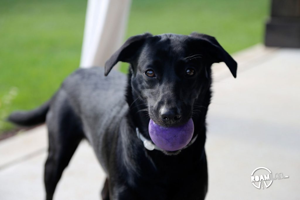 Playing fetch in the back yard