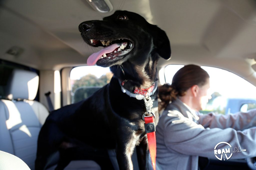 Turns out, we aren't the only fans of Dodgy. While not a huge dog, she could readily and skillfully leap from the ground to our back seats.