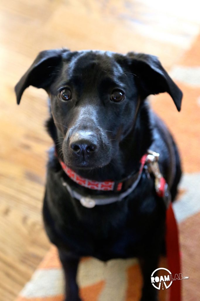 We only had to pick up her leash and collar before and someone immediately and ecstatically knew what was about to happen.