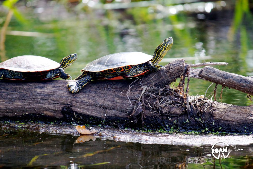 The Painted Turtle is Minnesota's most prevalent turtle.