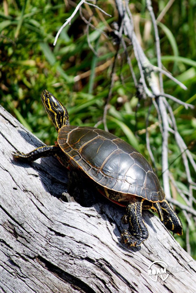 A painted turtle climbs up a log.