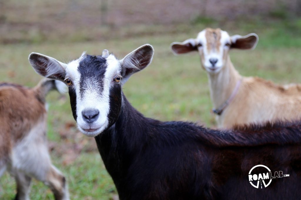 Nothing is safe when a roving gang of goats blocks to road and wants the shirt of your back.  Seriously, these guys will eat anything.