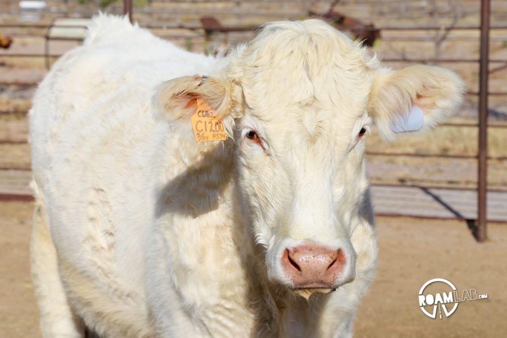 Will zipping through New Mexico, we took a detour to visit the This long horn bull is one of many notable varieties housed at the New Mexico Farm and Ranch Heritage Museum where we enjoyed displays on the history of farming as were as a large collection of livestock.