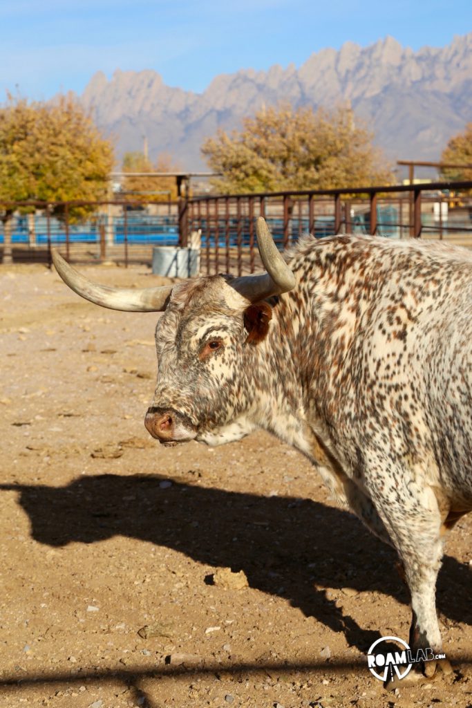 Will zipping through New Mexico, we took a detour to visit the This long horn bull is one of many notable varieties housed at the New Mexico Farm and Ranch Heritage Museum where we enjoyed displays on the history of farming as were as a large collection of livestock.